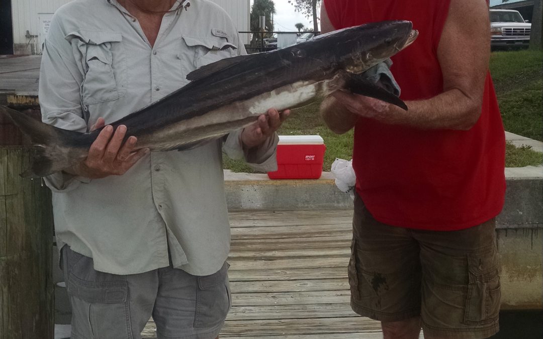 NOAA Fisheries Announces Changes to Management of Cobia in Federal Waters of the Atlantic